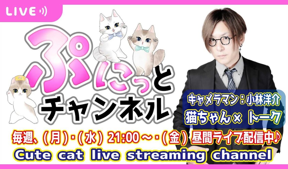 暑さ変わらず♪猫ちゃんライブ配信♪