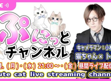 暑さ変わらず♪猫ちゃんライブ配信♪