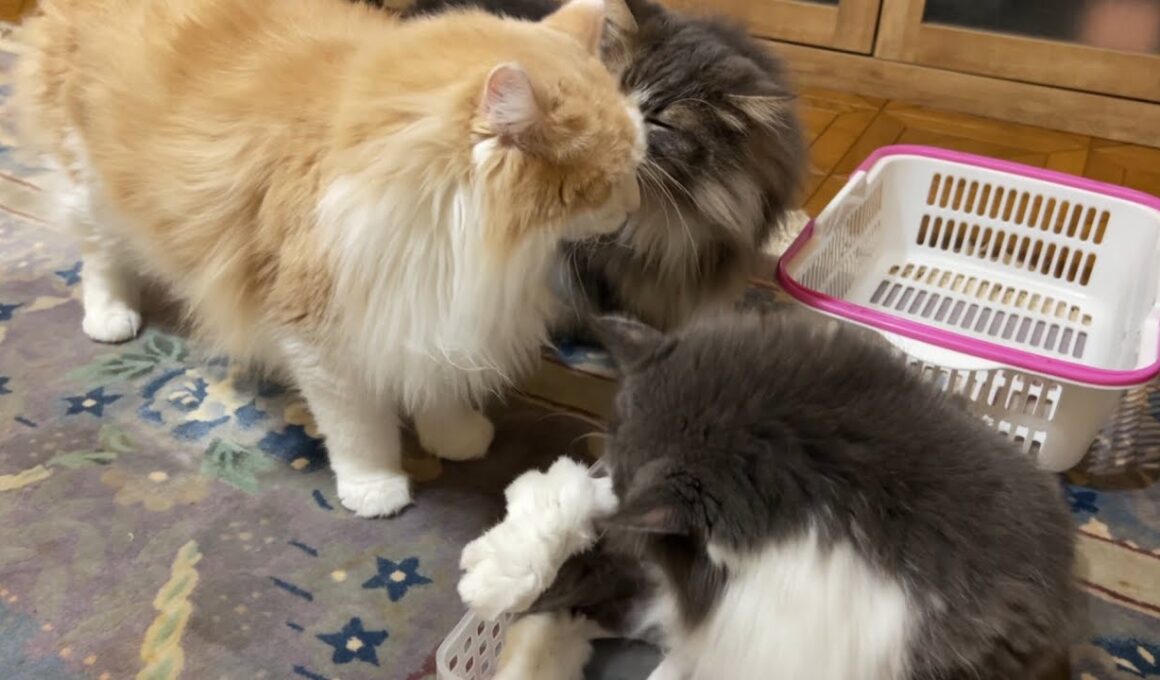 【のんびり♪】体重測定後にまったり過ごす、お疲れなもふ猫たち♡ノルウェージャンフォレストキャットとターキッシュアンゴラ
