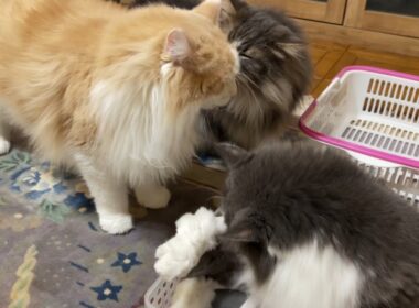 【のんびり♪】体重測定後にまったり過ごす、お疲れなもふ猫たち♡ノルウェージャンフォレストキャットとターキッシュアンゴラ