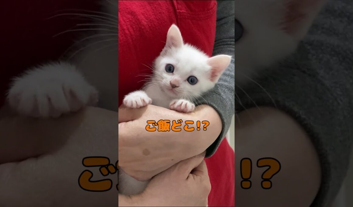 ぬいぐるみのように抱っこされる子猫が可愛いすぎる