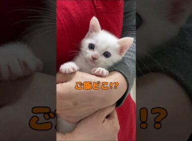 ぬいぐるみのように抱っこされる子猫が可愛いすぎる