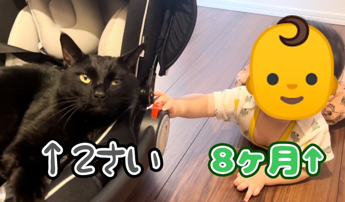 生後8か月の赤ちゃんにあやされる生後2歳の自称赤ちゃん猫