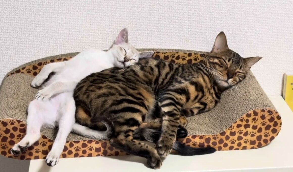 ベンガルとシンガプーラが寝てるだけ