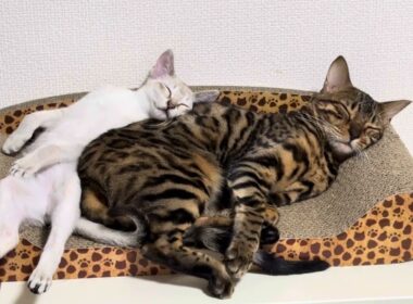 ベンガルとシンガプーラが寝てるだけ