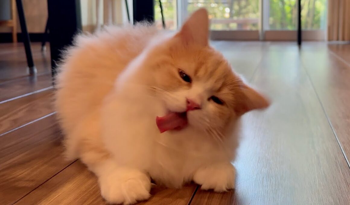 【生後4ヶ月】夕方のお昼寝から目覚めたばかりの子猫【ブリティッシュロングヘア】