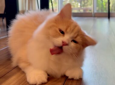 【生後4ヶ月】夕方のお昼寝から目覚めたばかりの子猫【ブリティッシュロングヘア】