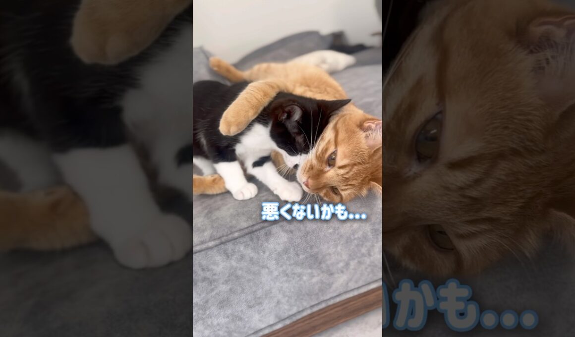 子猫に甘えられる喜びを知った猫がこうなりました【とらまる】