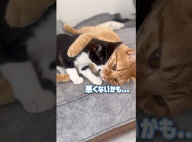 子猫に甘えられる喜びを知った猫がこうなりました【とらまる】