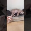 冷房が付いてない部屋でお昼寝するのが好きな毛のない猫たち【スフィンクス】