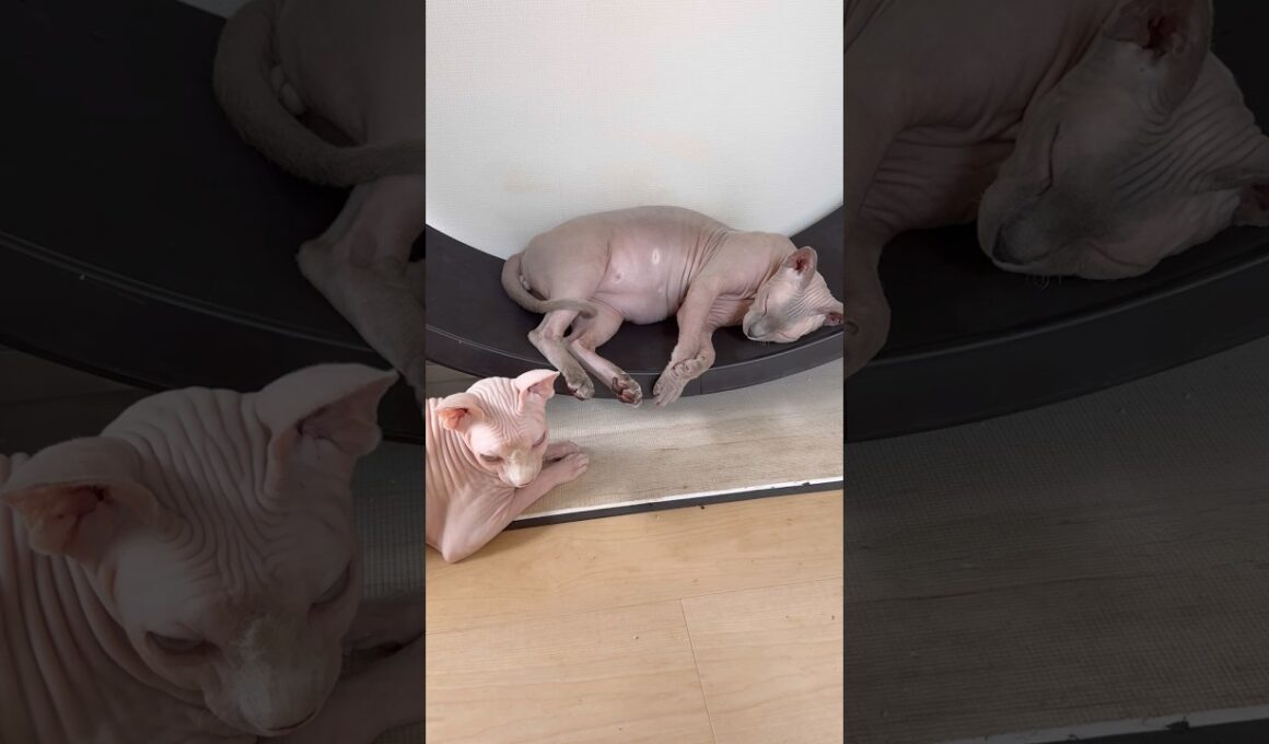 冷房が付いてない部屋でお昼寝するのが好きな毛のない猫たち【スフィンクス】