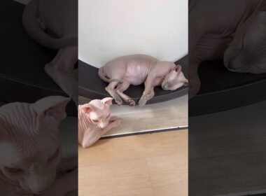 冷房が付いてない部屋でお昼寝するのが好きな毛のない猫たち【スフィンクス】