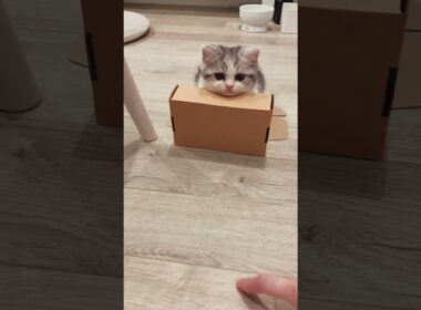 いないいないバァ！#スコティッシュフォールド #子猫 #愛猫家 #子猫のいる生活 #scottishfold #kitten #catlover #立ち耳