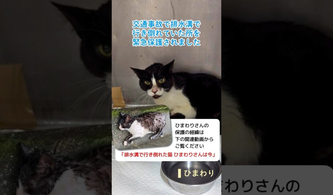奇跡のひまわり🌻譲渡会再チャレンジ！ #保護猫 #cat #猫のいる暮らし