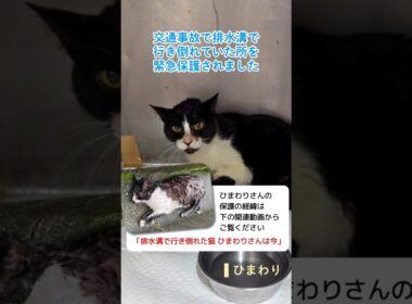 奇跡のひまわり🌻譲渡会再チャレンジ！ #保護猫 #cat #猫のいる暮らし