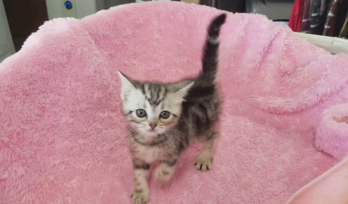 アメリカンショートヘアー by IZUMI PETS&CARE（岐阜のペットショップ）