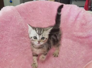 アメリカンショートヘアー by IZUMI PETS&CARE（岐阜のペットショップ）