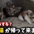 消えたママ猫…生後3週間の子猫を緊急保護しました