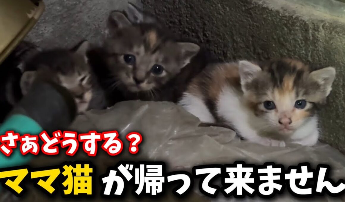 消えたママ猫…生後3週間の子猫を緊急保護しました