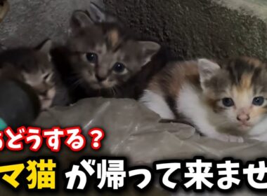 消えたママ猫…生後3週間の子猫を緊急保護しました