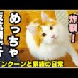 大型猫メインクーンの反抗期で最近パパがピンチです（娘にも矛先が...)