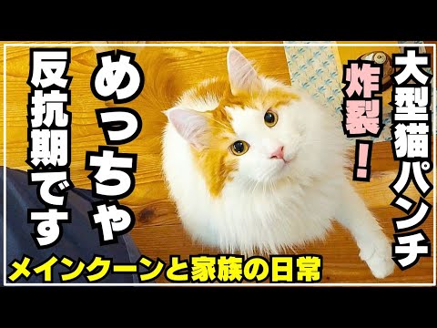 大型猫メインクーンの反抗期で最近パパがピンチです（娘にも矛先が...)