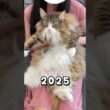 2kg→9.2kg　 #猫 #ねこ #cat #ノルウェージャン #ノルウェージャンフォレストキャット #子猫 #北欧猫