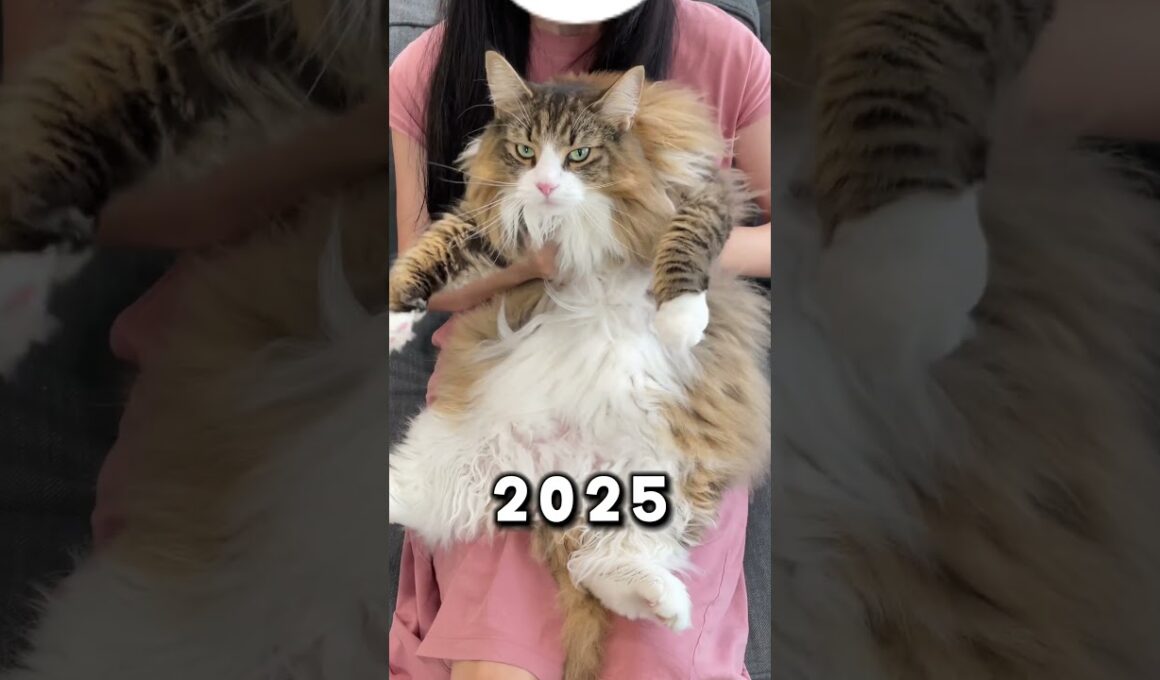 2kg→9.2kg　 #猫 #ねこ #cat #ノルウェージャン #ノルウェージャンフォレストキャット #子猫 #北欧猫
