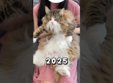 2kg→9.2kg　 #猫 #ねこ #cat #ノルウェージャン #ノルウェージャンフォレストキャット #子猫 #北欧猫