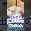 ペルシャ猫ぎんちゃんモーニングルーティン#ペルシャ猫 #モーニングルーティン #cat #猫 #persiancat