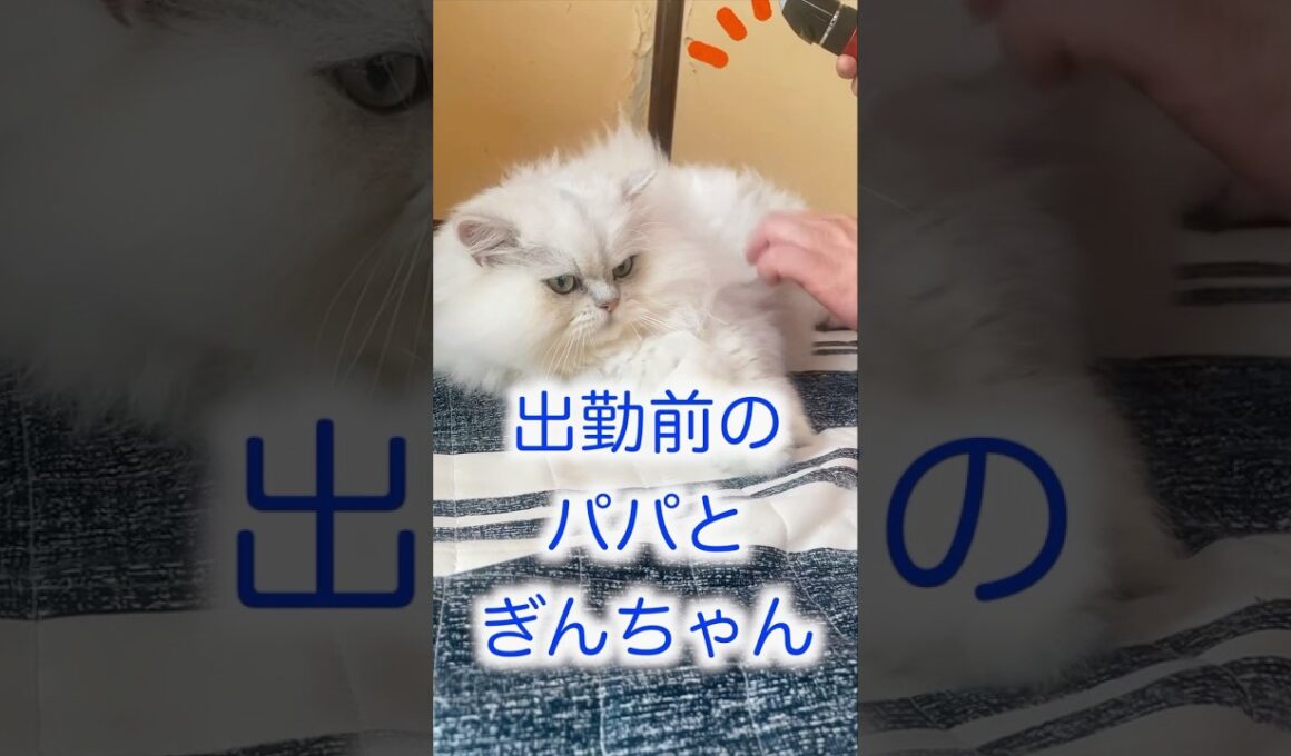 ペルシャ猫ぎんちゃんモーニングルーティン#ペルシャ猫 #モーニングルーティン #cat #猫 #persiancat