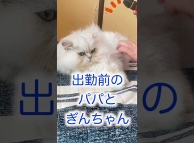 ペルシャ猫ぎんちゃんモーニングルーティン#ペルシャ猫 #モーニングルーティン #cat #猫 #persiancat