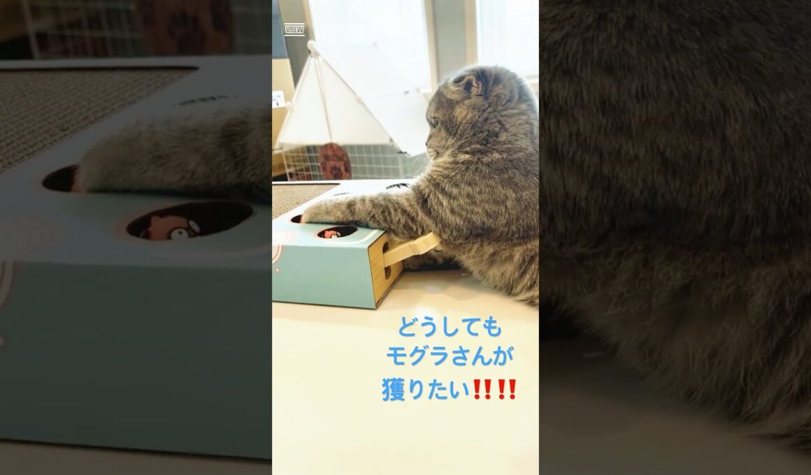 モグラ叩きを研究するにゃんこが可愛過ぎる❤ #猫好きさんと繋がりたい