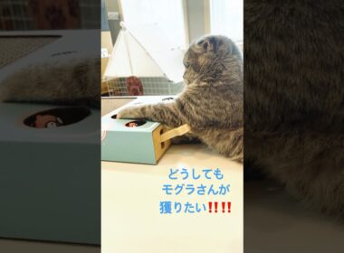 モグラ叩きを研究するにゃんこが可愛過ぎる❤ #猫好きさんと繋がりたい
