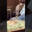 キジシロのルル、シャムの子ネコ雫に、仲良くなろうしたら、ネコパンチを食らう。まだ、心を開かない雫だった