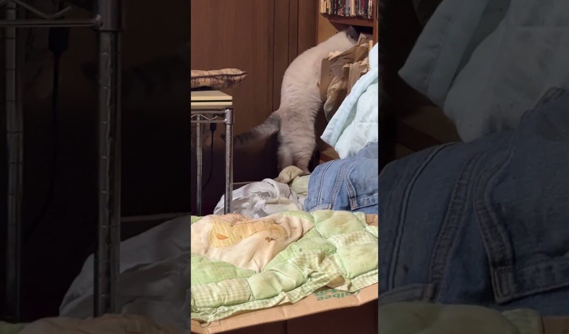 キジシロのルル、シャムの子ネコ雫に、仲良くなろうしたら、ネコパンチを食らう。まだ、心を開かない雫だった