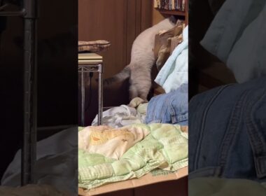 キジシロのルル、シャムの子ネコ雫に、仲良くなろうしたら、ネコパンチを食らう。まだ、心を開かない雫だった