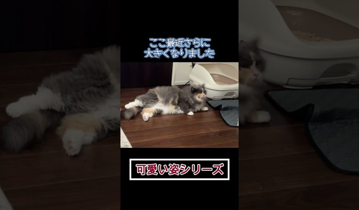 突っ伏して眠る猫 #shorts #ノルウェージャンフォレストキャット #cat #ねこ #猫のいる暮らし