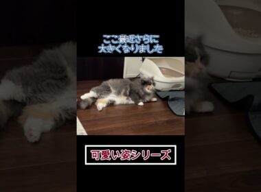 突っ伏して眠る猫 #shorts #ノルウェージャンフォレストキャット #cat #ねこ #猫のいる暮らし