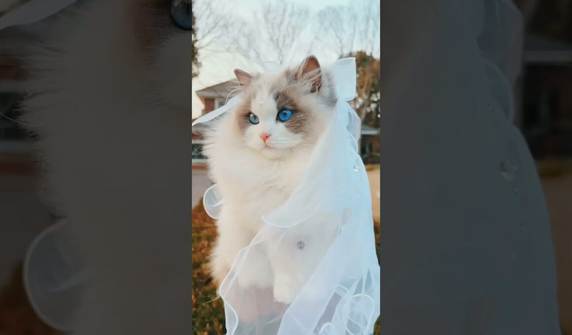 “Too Cute to Handle: HILARIOUS Cat Moments That Will Make You ROFL! 😹❤️”