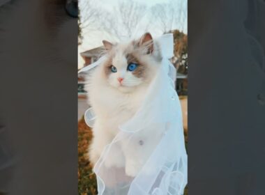 “Too Cute to Handle: HILARIOUS Cat Moments That Will Make You ROFL! 😹❤️”