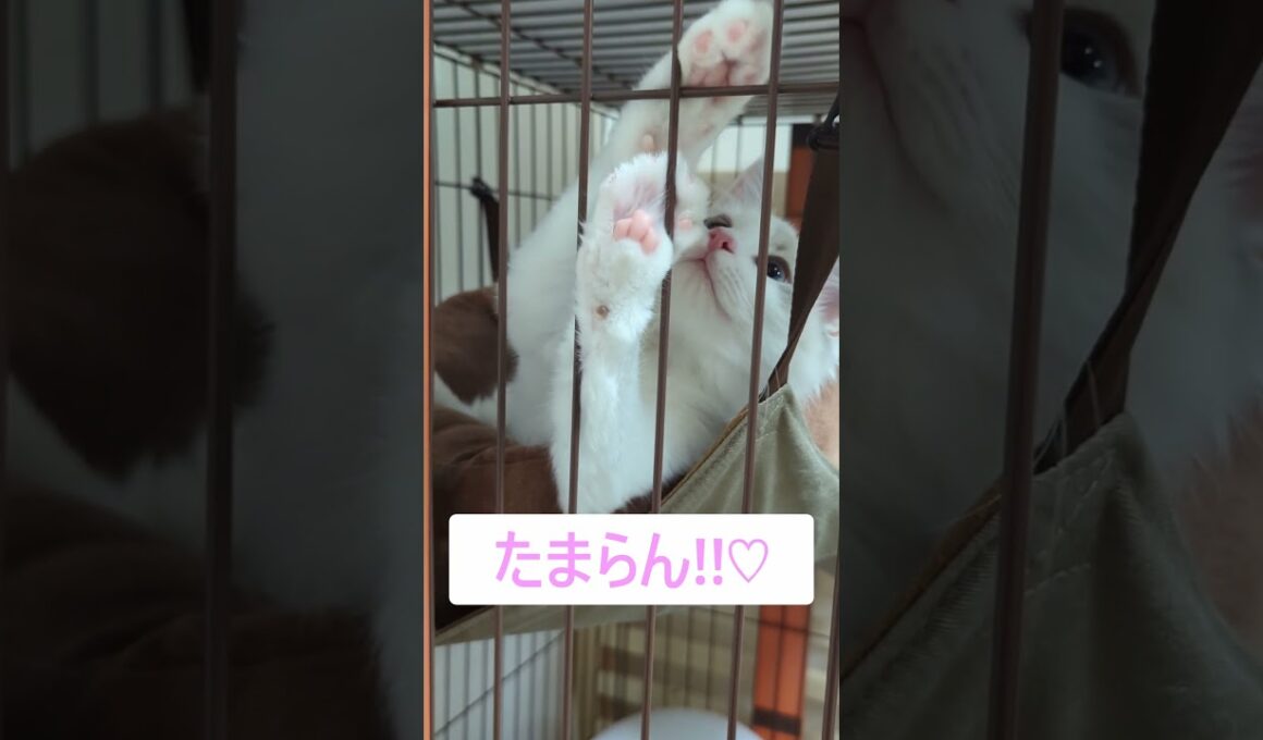 たまらん‼子猫の肉球#ラグドール #こねこ#ブルーポイントバイカラー  #ragdoll #kitty