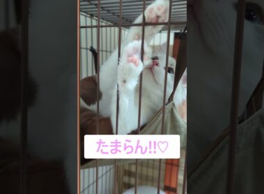 たまらん‼子猫の肉球#ラグドール #こねこ#ブルーポイントバイカラー  #ragdoll #kitty