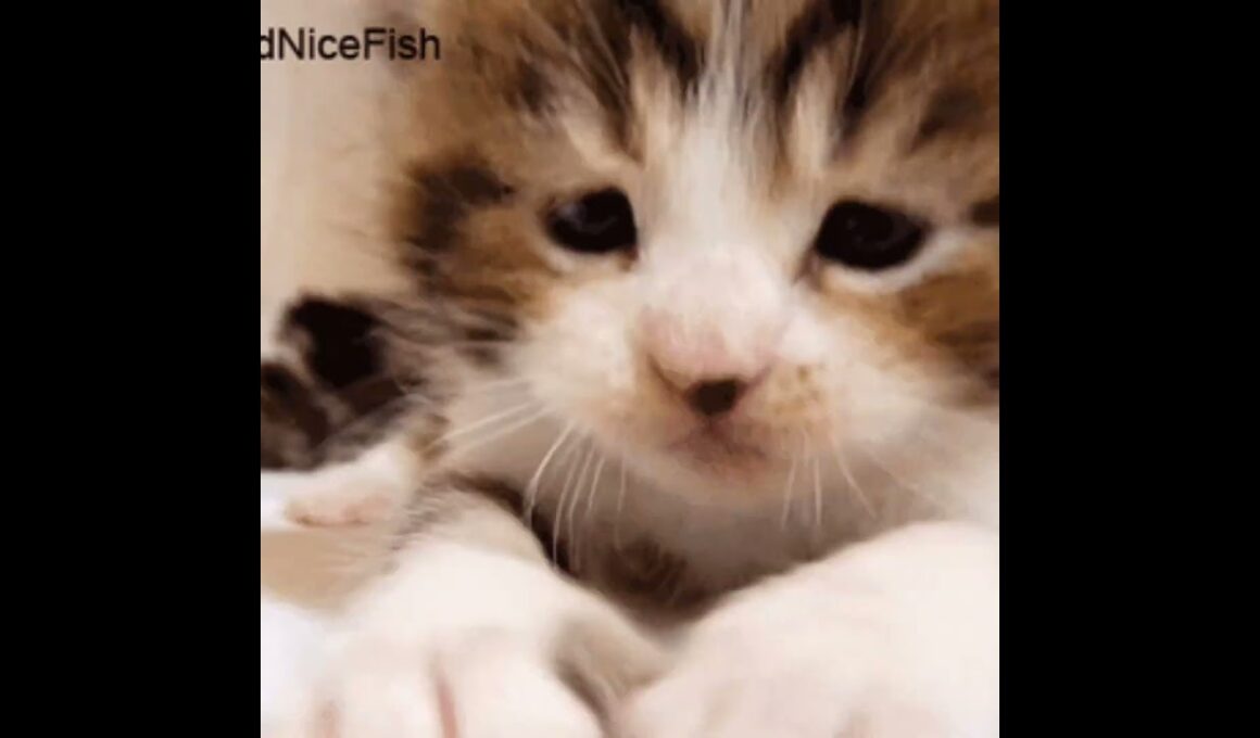 Adorable cute babycats doing babykittens things Part 1