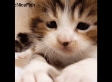 Adorable cute babycats doing babykittens things Part 1