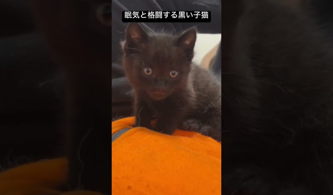 眠気と格闘しすぎる黒い子猫 #cat  #猫  #ねこ  #保護猫 #cute #猫のいる暮らし #子猫 #shorts  #こねこ