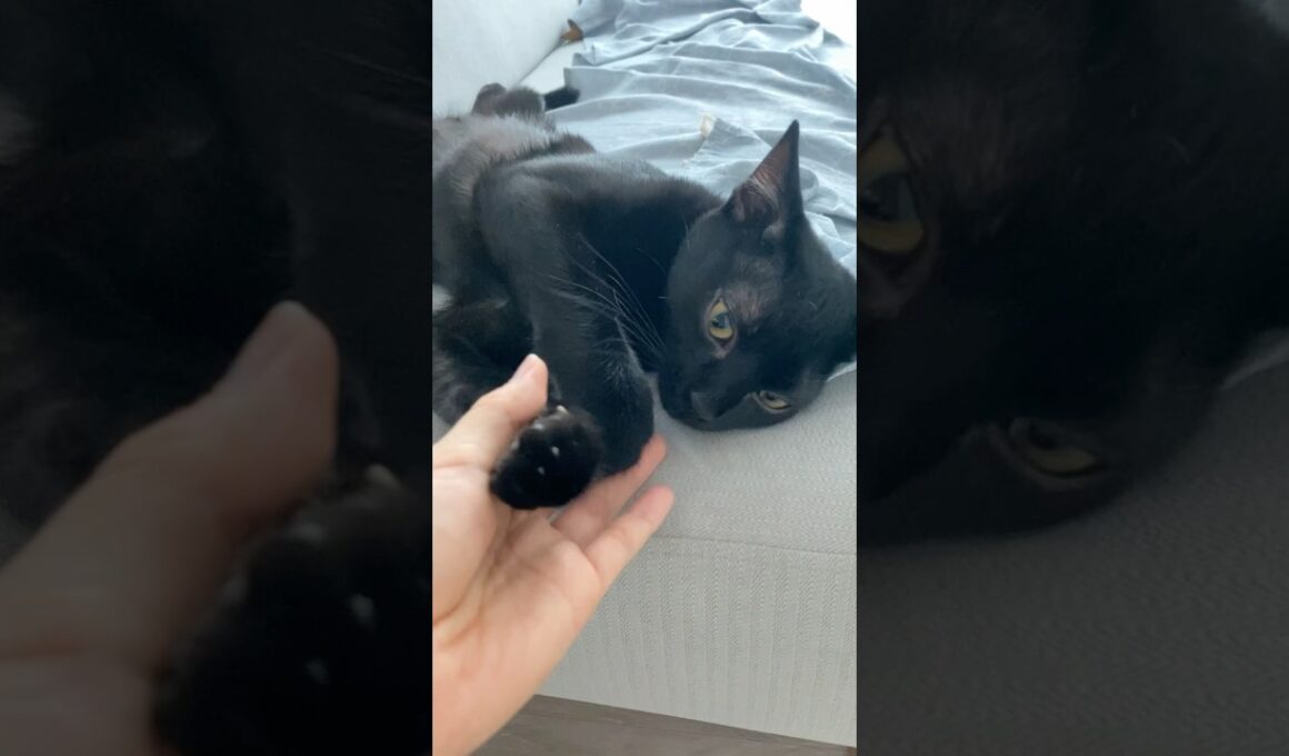 寝起きなのにご機嫌な黒猫　#ボンベイ #子猫 #cat #bombay #猫のいる暮らし #猫のいる生活 #ねこ #猫 #asmr #鳴き声 #にゃんこ #ねこ動画