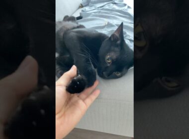 寝起きなのにご機嫌な黒猫　#ボンベイ #子猫 #cat #bombay #猫のいる暮らし #猫のいる生活 #ねこ #猫 #asmr #鳴き声 #にゃんこ #ねこ動画