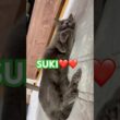 結局はSUKI❤️ #猫 #ロシアンブルー #shorts