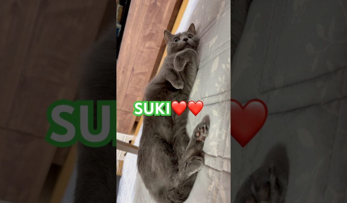 結局はSUKI❤️ #猫 #ロシアンブルー #shorts